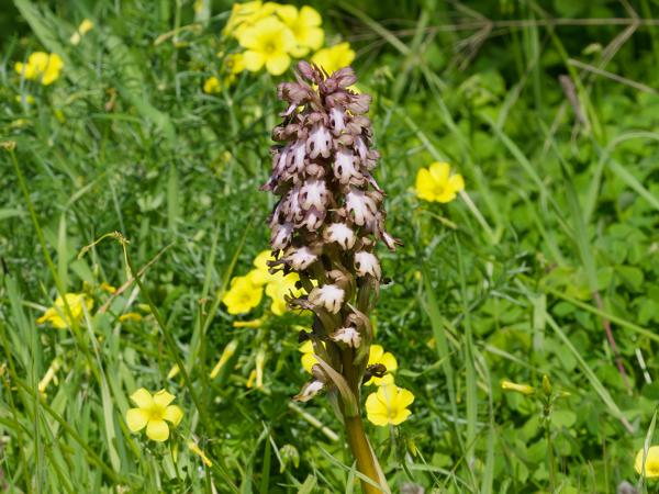 <h3><a href="/trips/kreta/biota/plantae/tracheophyta/liliopsida/asparagales/orchidaceae/himantoglossum robertianum/himantoglossum robertianum-nl.html">Himantoglossum&nbsp;robertianum</a> / Giant&nbsp;orchid / Hyacintorchis</h3>OM-1 Mark II met OLYMPUS M.150-400mm F4.5 TC, 1/1600 sec  bij F11.0, ISO 2000, afstand 6.51&nbsp;m